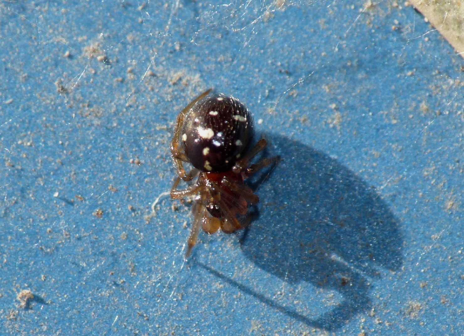Crustulina sp.